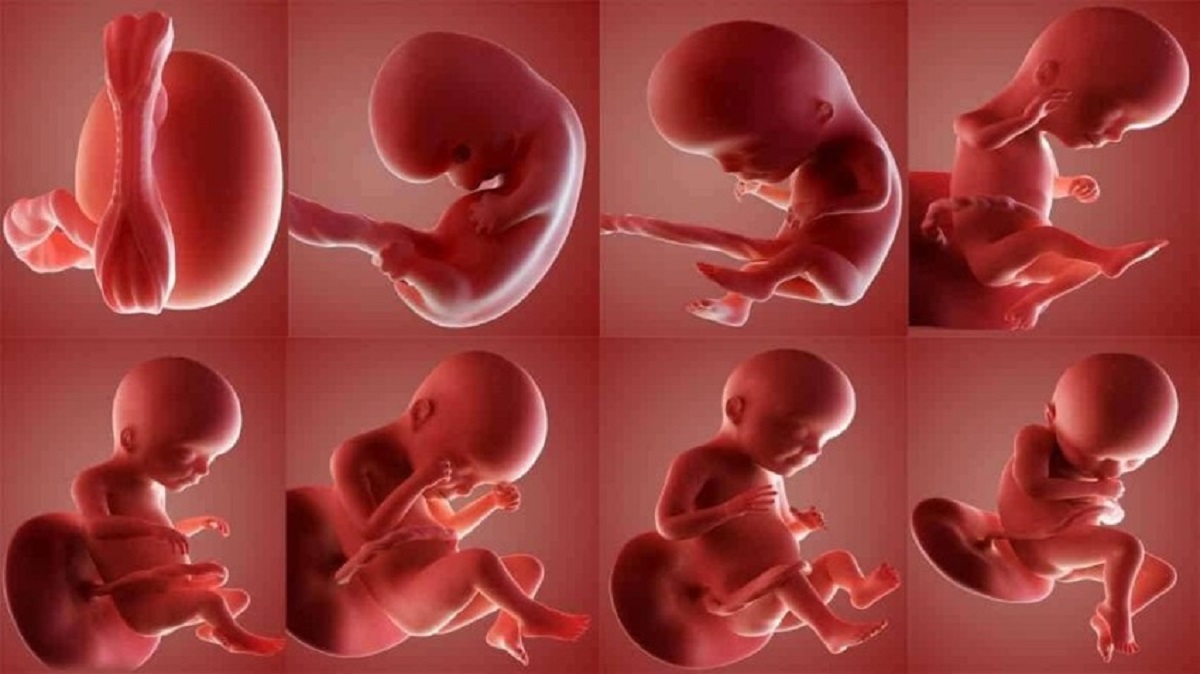تطوير الجنين في الاربعة أسابيع الاولى